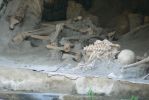 PICTURES/Herculaneum - The Other Buried Town/t_Skeletons7.JPG